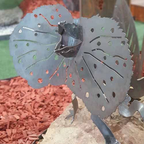 Frilled Neck Lizard Medium