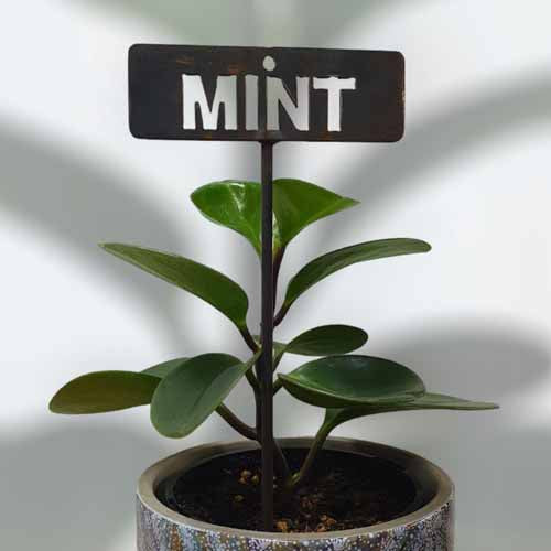 Garden Bed Sign - Rusty - Mint