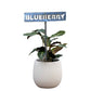 700959 - Garden Bed Sign - Rusty - Blueberry