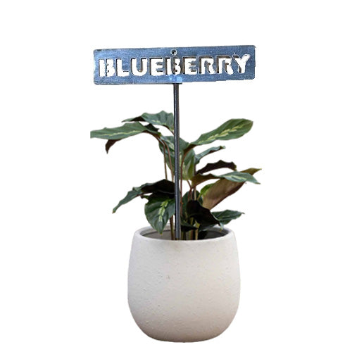 700959 - Garden Bed Sign - Rusty - Blueberry