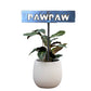 700962 - Garden Bed Sign - Rusty - Pawpaw