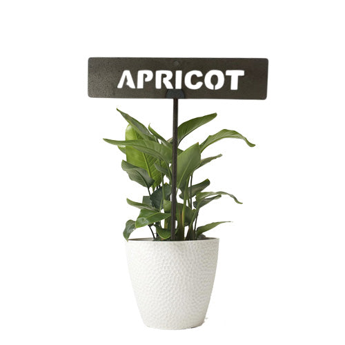 701024 - Garden Bed Sign - Rusty - Apricot