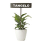 701025 - Garden Bed Sign - Rusty - Tangelo