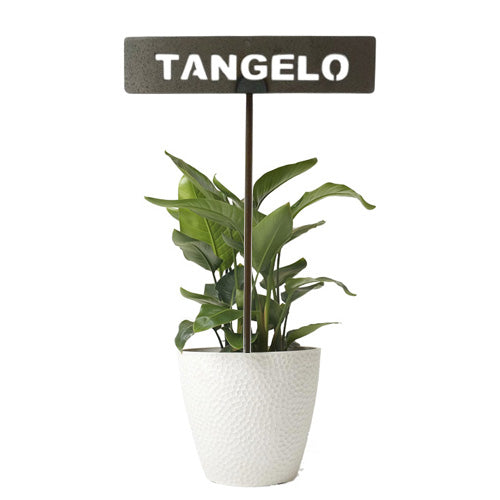 701025 - Garden Bed Sign - Rusty - Tangelo