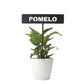 701028 - Garden Bed Sign - Rusty - Pomelo