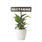 701029 - Garden Bed Sign - Rusty - Nectarine