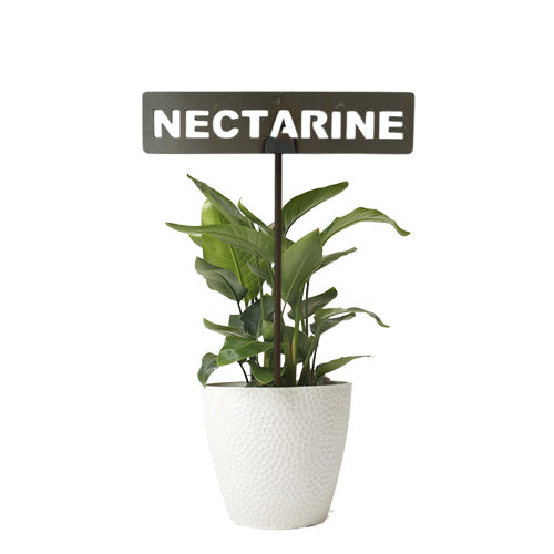 701029 - Garden Bed Sign - Rusty - Nectarine