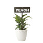 701031 - Garden Bed Sign - Rusty - Peach