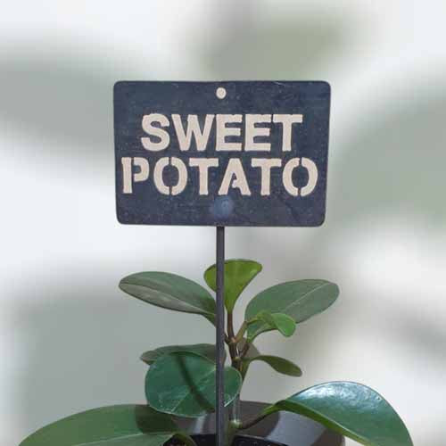 Garden Bed Sign - Rusty - Sweet Potato