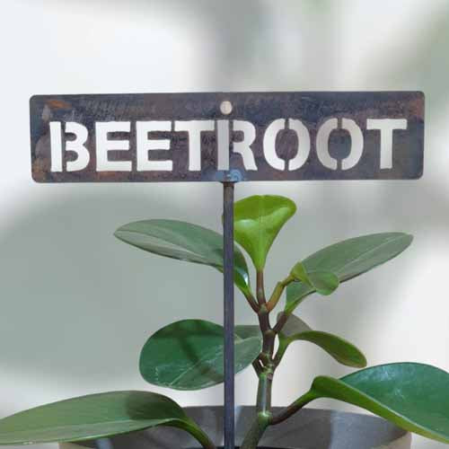 Garden Bed Sign - Rusty - Beetroot