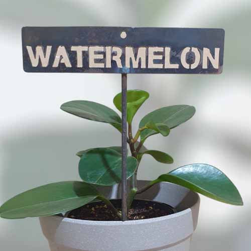 Garden Bed Sign - Rusty - Watermelon