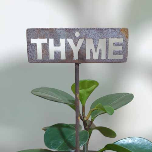 Garden Bed Sign - Rusty - Thyme
