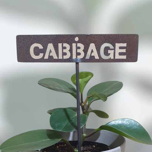 Garden Bed Sign - Rusty - Cabbage