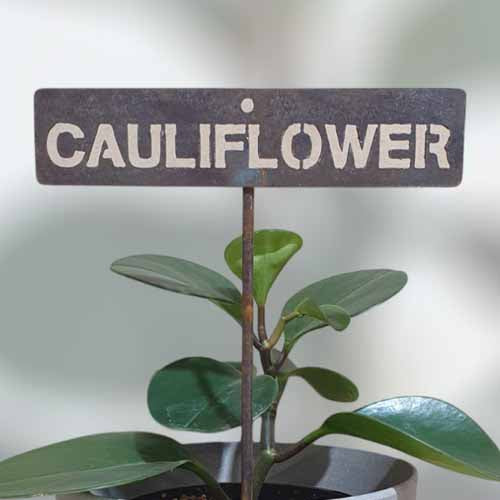 Garden Bed Sign - Rusty - Cauliflower