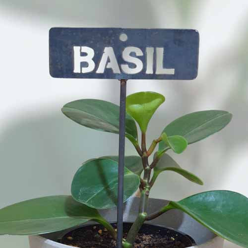 Garden Bed Sign - Rusty - Basil