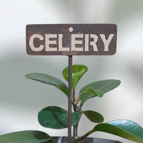 Garden Bed Sign - Rusty - Celery
