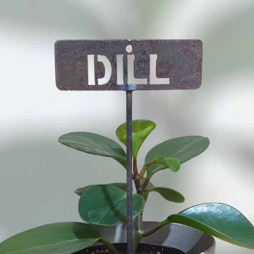 Garden Bed Sign - Rusty - Dill