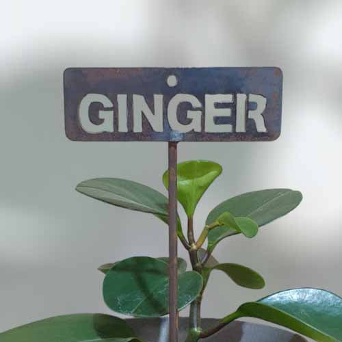Garden Bed Sign - Rusty - Ginger