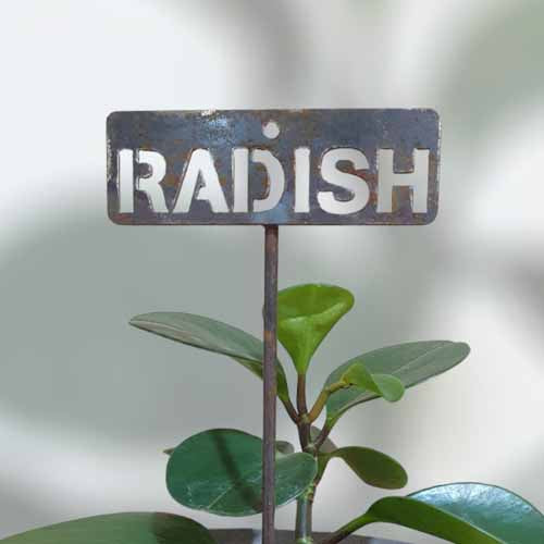 Garden Bed Sign - Rusty - Radish