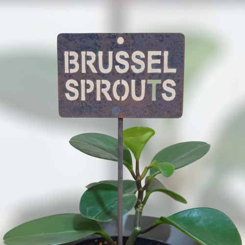 Garden Bed Sign - Rusty - Brussel Sprouts